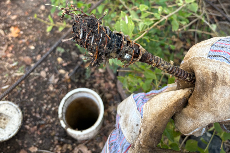 Roots extracted from a sewer pipe with a rooter machine after diagnosing a major blockage.