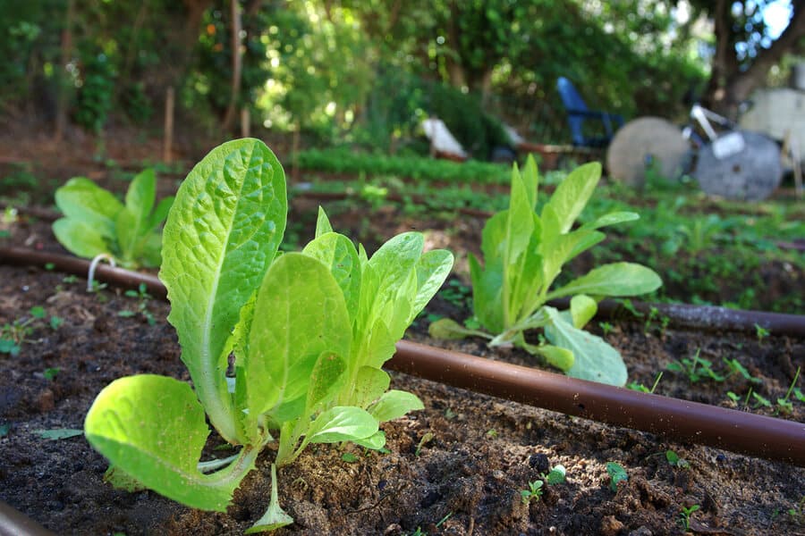 young lettuce plants growing surrounded by drip irrigation